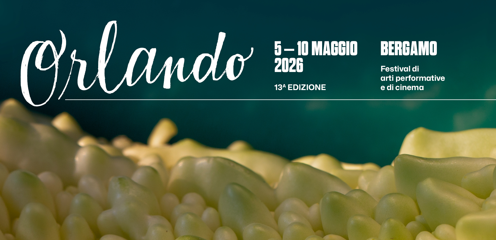 Elementi gialli irregolari e granulari, disposti in grappoli su una superficie curva, contro sfondo verde scuro uniforme, atmosfera vivace e tattile che trasforma un dettaglio naturale in paesaggio astratto e materico. Sopra questa foto di Beatrice Arenella è riportata la grafica con le date della tredicesima edizione di Festival ORLANDO. A Bergamo dal 5 al 10 maggio 2026.